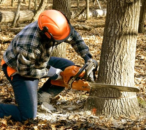 Tree Removal in Bradford, IA